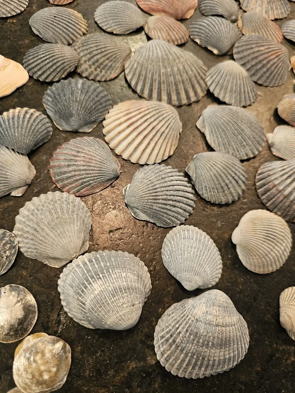 229 Seashells Natural Pink, Gray, Cream for Crafting, Stained Glass, Jewelry